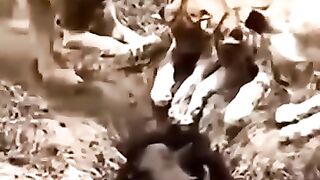 Lion attack 5