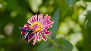 FLOWER 3147