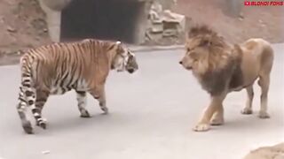 Lion vs lopord