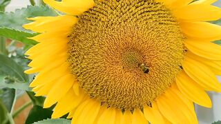 FLOWER 3150