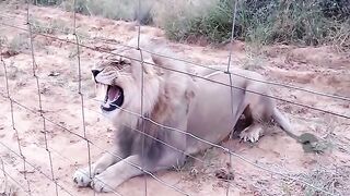 Lion attack 6