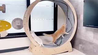 funny video of cats hanging