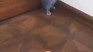 funny video of cats afraid of toys