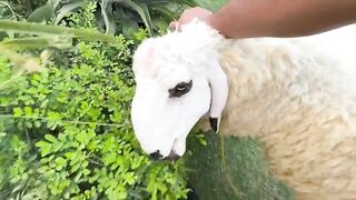 Qurbani Ka Bakra Le Liya ???? _ Bakray Aur Shippu Ki Dosti Nahi Ho Rahi ????