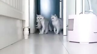 funny video of a cat carrying its kittens