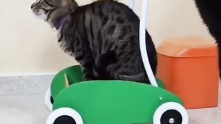 Funny video of a cat riding a toy car being pushed by its friend