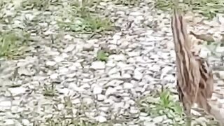 Bird ready for attack????#febspot