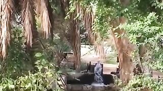 الواحة ٨