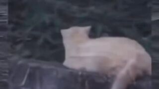 Eheheeee