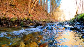 NATURE 3170