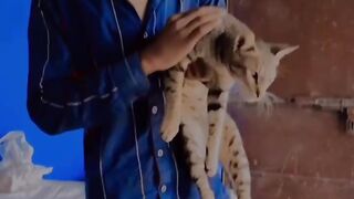 Funny videos funny videos