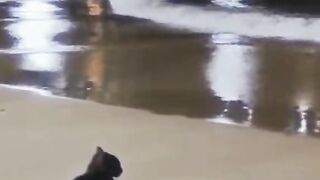 Sad cats