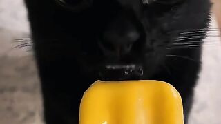 Funny Animals - Black Cat Behavior