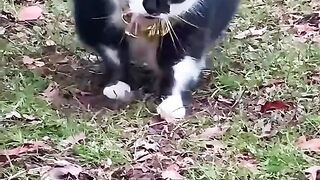 Funny Fat Cats - Need to Loose Some Bro.