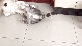 Most deadliest cat fight