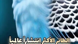 طيور البادجي