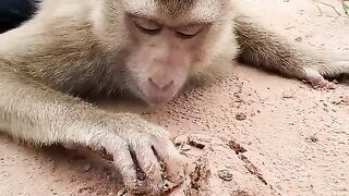 Funny Monkey ????#febspot #funny