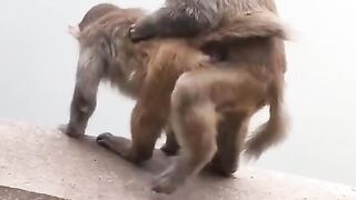Monkey apni masti mai mast????#febspot