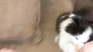 Cat love with food