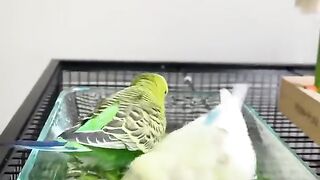 طائر البادجي