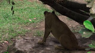 "Exploration de la savane : À la découverte de la faune sauvage africaine"