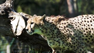 African Safari: A Journey through the Savannah