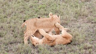 Into the Wild: Exploring the Magnificent Wildlife of Africa