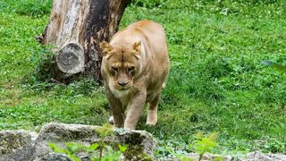 Safari Adventures: Tracking African Animals in the Savannah