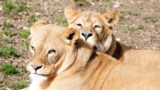 Lion's Roar: A Close Encounter with African Wildlife