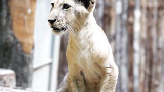 In the Heart of Africa: An Expedition to Discover its Unique Wildlife