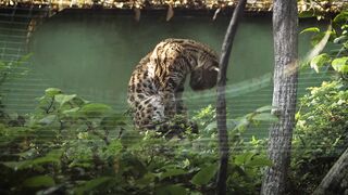 Untamed Africa: Exploring the Wild Side of the Savannah