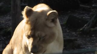 Safari Dreams: A Once in a Lifetime Wildlife Adventure