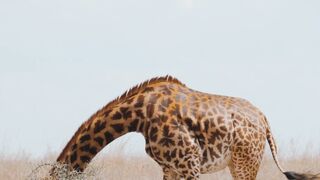 Wildlife Wonders: Observing African Animals in their Natural Habitat