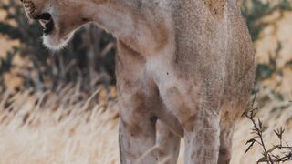 Wildlife Wonders: Observing African Animals in their Natural Habitat 2