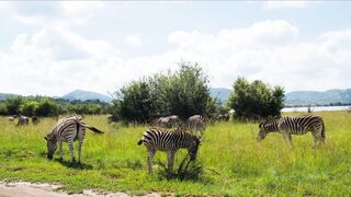 Africa's Incredible Wildlife: A Safari Adventure