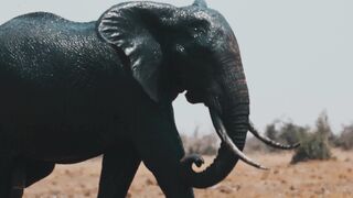 Roaming with the Big Five: Safari Adventures in Africa