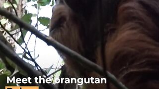 Wild orangutan spotted self-medicating a wound _ AJ #shorts