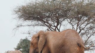 Exploring the Beauty of Africa's Wildlife: A Safari Journey