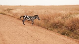 Witnessing the Majesty of African Animals: A Safari Expedition