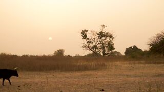 African Safari: A Journey to Encounter Wildlife in its Natural Habitat