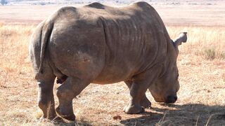 Capturing the Spirit of Africa's Wildlife: A Safari Adventure of a Lifetime