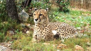 Discovering the Magic of African Wildlife: A Safari Exploration