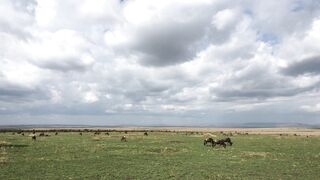 A Safari Experience: Connecting with Africa's Majestic Animals
