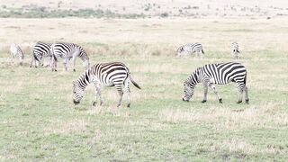 Into the Wild: Observing African Wildlife in its Natural Environment