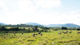 African Wildlife Adventures: Observing the Wild in its Natural Habitat
