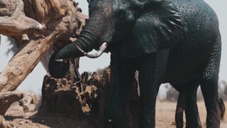 On the Trail of African Wildlife: A Safari Experience