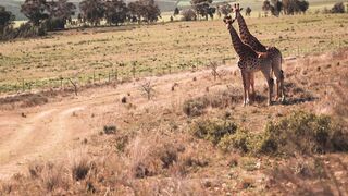 Into the Heart of Africa: Witnessing Wildlife in its Element