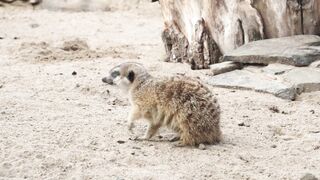 Unleashing the Wild: A Journey through African Wildlife Habitats