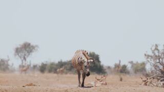 Safari Dreams: Exploring the African Wilderness and its Inhabitants