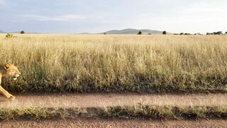 Wild Encounters: Exploring African Wildlife in its Native Habitat